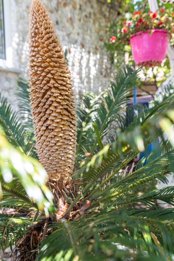 Olive Tree Villa リジア エクステリア 写真